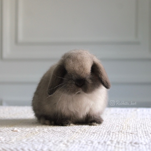 Holland lop sable point - Old : 5 weeks 
 Health is excellent and free of diseases
Please note:  
• The rabbit is not kept for more than a week to avoid embarrassment


How to take care of your highlights
food, cage, litter box


•If the rabbit reservation is canceled during the reservation period, half the amount will be postponed
We keep the other half as a deposit that you can use while booking another rabbit or purchasing products from the store


• Make sure that all of our rabbits are clean and free of diseases
• If you notice any illness or abnormality during the time of receipt, please report it
•The rabbit cannot be postponed or replaced