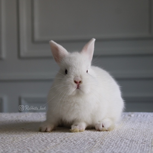 Netherland dwarf  blue eyes - Age: 5 months 
 Health is excellent and free of diseases. Ask me


Please note:
• The rabbit is not kept for more than a week to avoid embarrassment


How to take care of your highlights
food, cage, litter box


•If the rabbit reservation is canceled during the reservation period, half the amount will be postponed
We keep the other half as a deposit that you can use while you reserve another rabbit


• Make sure that all of our rabbits are clean and free of diseases
• If you notice any illness or abnormality during the time of receipt, please report it
•The rabbit cannot be postponed or replaced