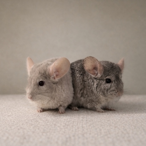 Chinchilla