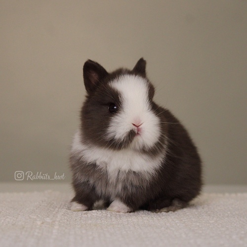 Netherland dwarf chocolate vm - dwarf rabbit
The chocolate color is very distinctive among dwarves&nbsp;
Age: 5 weeks &nbsp;

&nbsp;Health is excellent and free of diseases
Please note: &nbsp;
• The rabbit is not kept for more than a week to avoid embarrassment


How to take care of your highlights
food, cage, litter box


•If the rabbit reservation is canceled during the reservation period, half the amount will be postponed
We keep the other half as a deposit that you can use while you reserve another rabbit&nbsp;


• Make sure that all of our rabbits are clean and free of diseases
• If you notice any illness or abnormality during the time of receipt, please report it
•The rabbit cannot be postponed or replaced