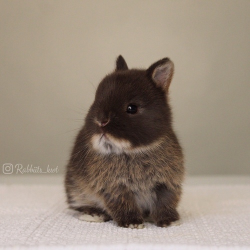 Netherland dwarf chocolate otter - dwarf rabbit
The chocolate color is very distinctive among dwarves&nbsp;
Age: 5 weeks &nbsp;

&nbsp;Health is excellent and free of diseases
Please note: &nbsp;
• The rabbit is not kept for more than a week to avoid embarrassment


How to take care of your highlights
food, cage, litter box


•If the rabbit reservation is canceled during the reservation period, half the amount will be postponed
We keep the other half as a deposit that you can use while you reserve another rabbit&nbsp;


• Make sure that all of our rabbits are clean and free of diseases
• If you notice any illness or abnormality during the time of receipt, please report it
•The rabbit cannot be postponed or replaced