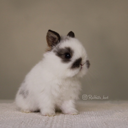 Netherland dwarf  broken chestnut - dwarf rabbit
The chocolate color is very distinctive among dwarves&nbsp;
Age: 5 weeks &nbsp;

&nbsp;Health is excellent and free of diseases
Please note: &nbsp;
• The rabbit is not kept for more than a week to avoid embarrassment


How to take care of your highlights
food, cage, litter box


•If the rabbit reservation is canceled during the reservation period, half the amount will be postponed
We keep the other half as a deposit that you can use while you reserve another rabbit&nbsp;


• Make sure that all of our rabbits are clean and free of diseases
• If you notice any illness or abnormality during the time of receipt, please report it
•The rabbit cannot be postponed or replaced