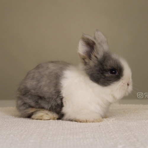 Teddy bear blue otter vm - Old : 5 weeks&nbsp;

&nbsp;Health is excellent and free of diseases
Please note: &nbsp;
• The rabbit is not kept for more than a week to avoid embarrassment


How to take care of your highlights
food, cage, litter box


•If the rabbit reservation is canceled during the reservation period, half the amount will be postponed
We keep the other half as a deposit that you can use while booking another rabbit or purchasing products from the store


• Make sure that all of our rabbits are clean and free of diseases
• If you notice any illness or abnormality during the time of receipt, please report it
•The rabbit cannot be postponed or replaced