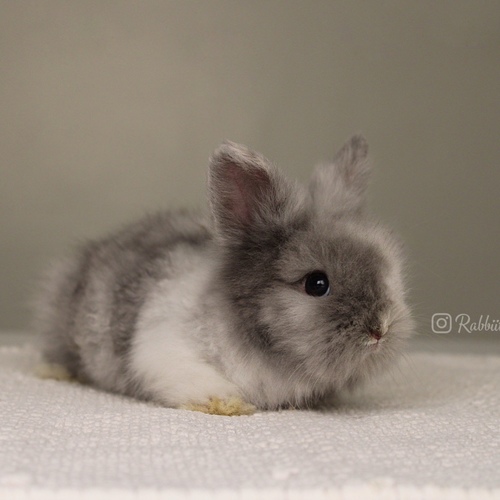 Teddy bear harlequin - Old : 5 weeks&nbsp;

&nbsp;Health is excellent and free of diseases
Please note: &nbsp;
• The rabbit is not kept for more than a week to avoid embarrassment


How to take care of your highlights
food, cage, litter box


•If the rabbit reservation is canceled during the reservation period, half the amount will be postponed
We keep the other half as a deposit that you can use while booking another rabbit or purchasing products from the store


• Make sure that all of our rabbits are clean and free of diseases
• If you notice any illness or abnormality during the time of receipt, please report it
•The rabbit cannot be postponed or replaced