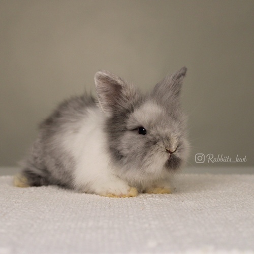 Teddy bear harlequin - Old : 5 weeks&nbsp;

&nbsp;Health is excellent and free of diseases
Please note: &nbsp;
• The rabbit is not kept for more than a week to avoid embarrassment


How to take care of your highlights
food, cage, litter box


•If the rabbit reservation is canceled during the reservation period, half the amount will be postponed
We keep the other half as a deposit that you can use while booking another rabbit or purchasing products from the store


• Make sure that all of our rabbits are clean and free of diseases
• If you notice any illness or abnormality during the time of receipt, please report it
•The rabbit cannot be postponed or replaced