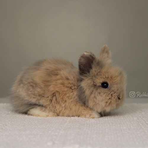 Teddy bear harlequin - Old : 5 weeks&nbsp;
&nbsp;Health is excellent and free of diseases
Please note: &nbsp;
• The rabbit is not kept for more than a week to avoid embarrassment


How to take care of your highlights
food, cage, litter box


•If the rabbit reservation is canceled during the reservation period, half the amount will be postponed
We keep the other half as a deposit that you can use while booking another rabbit or purchasing products from the store


• Make sure that all of our rabbits are clean and free of diseases
• If you notice any illness or abnormality during the time of receipt, please report it
•The rabbit cannot be postponed or replaced