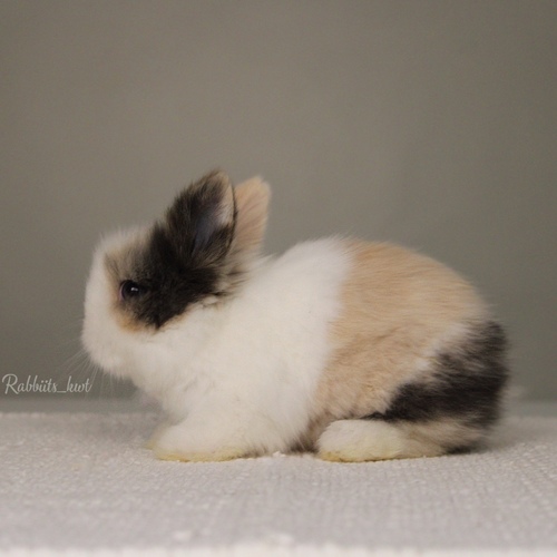 Teddy bear T-colour - Old : 5 weeks&nbsp;
&nbsp;Health is excellent and free of diseases
Please note: &nbsp;
• The rabbit is not kept for more than a week to avoid embarrassment


How to take care of your highlights
food, cage, litter box


•If the rabbit reservation is canceled during the reservation period, half the amount will be postponed
We keep the other half as a deposit that you can use while booking another rabbit or purchasing products from the store


• Make sure that all of our rabbits are clean and free of diseases
• If you notice any illness or abnormality during the time of receipt, please report it
•The rabbit cannot be postponed or replaced