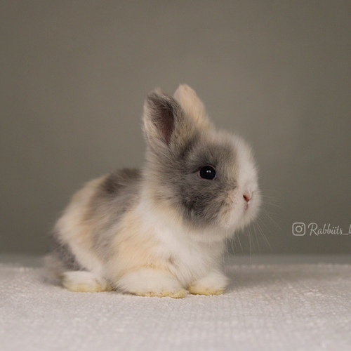 Teddy bear T-colour - Old : 5 weeks&nbsp;

&nbsp;Health is excellent and free of diseases
Please note: &nbsp;
• The rabbit is not kept for more than a week to avoid embarrassment


How to take care of your highlights
food, cage, litter box


•If the rabbit reservation is canceled during the reservation period, half the amount will be postponed
We keep the other half as a deposit that you can use while booking another rabbit or purchasing products from the store


• Make sure that all of our rabbits are clean and free of diseases
• If you notice any illness or abnormality during the time of receipt, please report it
•The rabbit cannot be postponed or replaced