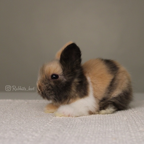Teddy bear T-colour - Old : 5 weeks&nbsp;

&nbsp;Health is excellent and free of diseases
Please note: &nbsp;
• The rabbit is not kept for more than a week to avoid embarrassment


How to take care of your highlights
food, cage, litter box


•If the rabbit reservation is canceled during the reservation period, half the amount will be postponed
We keep the other half as a deposit that you can use while booking another rabbit or purchasing products from the store


• Make sure that all of our rabbits are clean and free of diseases
• If you notice any illness or abnormality during the time of receipt, please report it
•The rabbit cannot be postponed or replaced