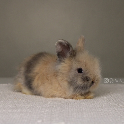 Teddy bear harlequin - Old : 5 weeks&nbsp;

&nbsp;Health is excellent and free of diseases
Please note: &nbsp;
• The rabbit is not kept for more than a week to avoid embarrassment


How to take care of your highlights
food, cage, litter box


•If the rabbit reservation is canceled during the reservation period, half the amount will be postponed
We keep the other half as a deposit that you can use while booking another rabbit or purchasing products from the store


• Make sure that all of our rabbits are clean and free of diseases
• If you notice any illness or abnormality during the time of receipt, please report it
•The rabbit cannot be postponed or replaced