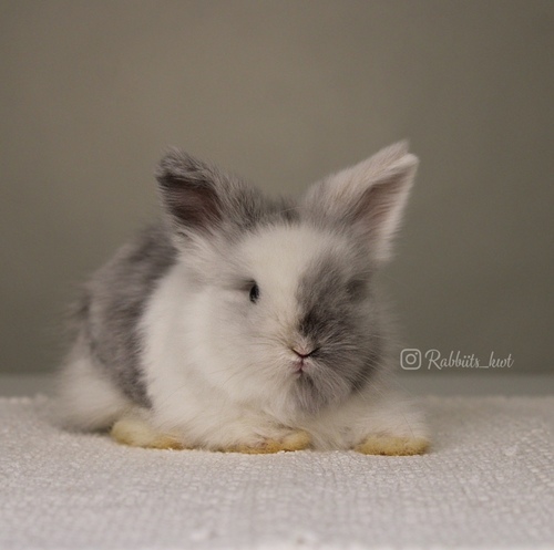 Teddy bear harlequin - Old : 5 weeks&nbsp;

&nbsp;Health is excellent and free of diseases
Please note: &nbsp;
• The rabbit is not kept for more than a week to avoid embarrassment


How to take care of your highlights
food, cage, litter box


•If the rabbit reservation is canceled during the reservation period, half the amount will be postponed
We keep the other half as a deposit that you can use while booking another rabbit or purchasing products from the store


• Make sure that all of our rabbits are clean and free of diseases
• If you notice any illness or abnormality during the time of receipt, please report it
•The rabbit cannot be postponed or replaced
