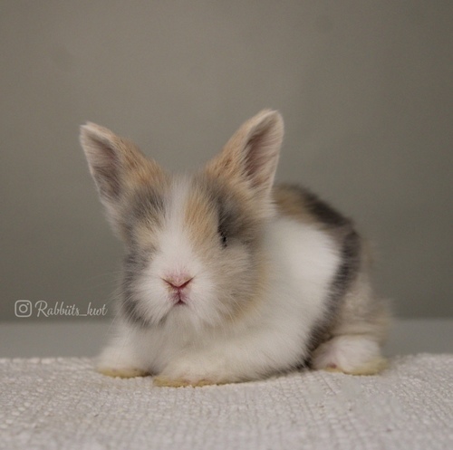 Teddy bear T-colours - Old weeks-5
&nbsp;Health is excellent and free of diseases
Please note: &nbsp;
• The rabbit is not kept for more than a week to avoid embarrassment


How to take care of your highlights
food, cage, litter box


•If the rabbit reservation is canceled during the reservation period, half the amount will be postponed
We keep the other half as a deposit that you can use while booking another rabbit or purchasing products from the store


• Make sure that all of our rabbits are clean and free of diseases
• If you notice any illness or abnormality during the time of receipt, please report it
•The rabbit cannot be postponed or replaced