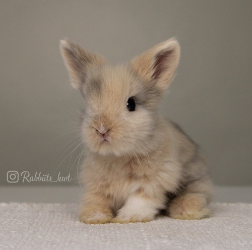 Teddy bear T-colour - Old : 5 weeks&nbsp;

&nbsp;Health is excellent and free of diseases
Please note: &nbsp;
• The rabbit is not kept for more than a week to avoid embarrassment


How to take care of your highlights
food, cage, litter box


•If the rabbit reservation is canceled during the reservation period, half the amount will be postponed
We keep the other half as a deposit that you can use while booking another rabbit or purchasing products from the store


• Make sure that all of our rabbits are clean and free of diseases
• If you notice any illness or abnormality during the time of receipt, please report it
•The rabbit cannot be postponed or replaced