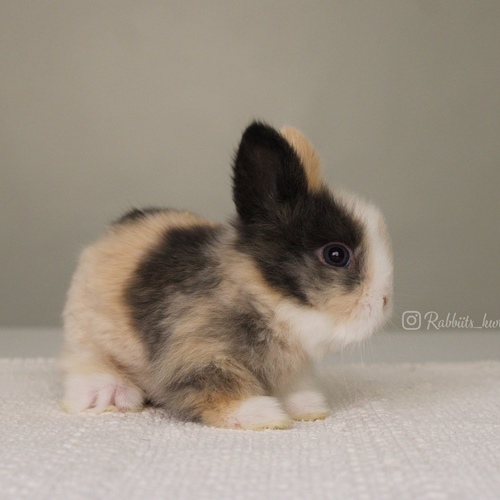 Teddy bear T-colour - Old : 5 weeks&nbsp;

&nbsp;Health is excellent and free of diseases
Please note: &nbsp;
• The rabbit is not kept for more than a week to avoid embarrassment


How to take care of your highlights
food, cage, litter box


•If the rabbit reservation is canceled during the reservation period, half the amount will be postponed
We keep the other half as a deposit that you can use while booking another rabbit or purchasing products from the store


• Make sure that all of our rabbits are clean and free of diseases
• If you notice any illness or abnormality during the time of receipt, please report it
•The rabbit cannot be postponed or replaced