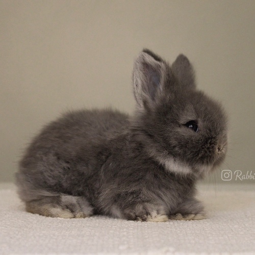 Teddy bear silver marten blue - Old : 5 weeks&nbsp;

&nbsp;Health is excellent and free of diseases
Please note: &nbsp;
• The rabbit is not kept for more than a week to avoid embarrassment


How to take care of your highlights
food, cage, litter box


•If the rabbit reservation is canceled during the reservation period, half the amount will be postponed
We keep the other half as a deposit that you can use while booking another rabbit or purchasing products from the store


• Make sure that all of our rabbits are clean and free of diseases
• If you notice any illness or abnormality during the time of receipt, please report it
•The rabbit cannot be postponed or replaced