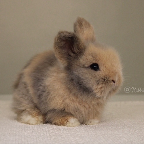 Teddy bear harlequin - Old : 5 weeks&nbsp;

&nbsp;Health is excellent and free of diseases
Please note: &nbsp;
• The rabbit is not kept for more than a week to avoid embarrassment


How to take care of your highlights
food, cage, litter box


•If the rabbit reservation is canceled during the reservation period, half the amount will be postponed
We keep the other half as a deposit that you can use while booking another rabbit or purchasing products from the store


• Make sure that all of our rabbits are clean and free of diseases
• If you notice any illness or abnormality during the time of receipt, please report it
•The rabbit cannot be postponed or replaced