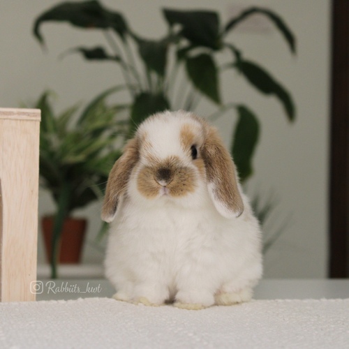 Holland lop - broken black tort - One of the most gentle and popular rabbit breeds. The Holland Lop rabbit is known for its dwarf size, small drooping ears, short soft fur, and its friendly and social personality. It is an active and playful rabbit that enjoys moving and jumping a lot. Its weight at adulthood reaches approximately 1 kilogram or less.
Please note:
• Owning a rabbit is a responsibility and requires providing proper care and a suitable environment.
• In case of canceling the reservation during the holding period, only half of the amount will be refunded, and the remaining half will be retained as a deposit.
The remaining deposit can be used for a future reservation or for purchasing products from the store.
• All our rabbits are clean, healthy, and checked before delivery.
• If any health issue or discrepancy is noticed at the time of pickup, please inform us immediately.
No refunds or exchanges will be accepted after the order is confirmed.
