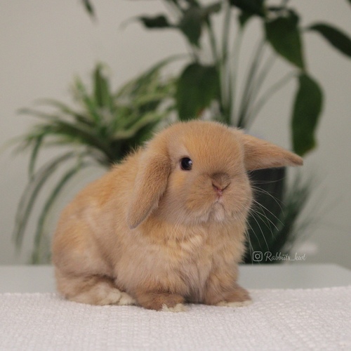 Holland lop - chocolate tort - One of the most gentle and popular rabbit breeds. The Holland Lop rabbit is known for its dwarf size, small drooping ears, short soft fur, and its friendly and social personality. It is an active and playful rabbit that enjoys moving and jumping a lot. Its weight at adulthood reaches approximately 1 kilogram or less.
Please note:
• Owning a rabbit is a responsibility and requires providing proper care and a suitable environment.
• In case of canceling the reservation during the holding period, only half of the amount will be refunded, and the remaining half will be retained as a deposit.
The remaining deposit can be used for a future reservation or for purchasing products from the store.
• All our rabbits are clean, healthy, and checked before delivery.
• If any health issue or discrepancy is noticed at the time of pickup, please inform us immediately.
No refunds or exchanges will be accepted after the order is confirmed.