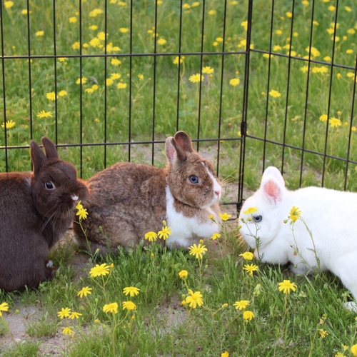 Premium Netherland - Premium breeding trio consisting of a chocolate male paired with yagi females, aged 2–3 years.
Proven production line with strong structure and stable quality.
Ideal for farms and breeders looking to upgrade their breeding program.