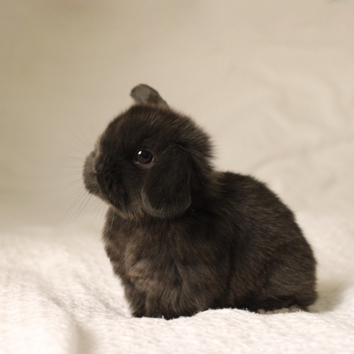 Holland lop - black - One of the most gentle and popular rabbit breeds. The Holland Lop rabbit is known for its dwarf size, small drooping ears, short soft fur, and its friendly and social personality. It is an active and playful rabbit that enjoys moving and jumping a lot. Its weight at adulthood reaches approximately 1 kilogram or less.
Please note:
• Owning a rabbit is a responsibility and requires providing proper care and a suitable environment.
• In case of canceling the reservation during the holding period, only half of the amount will be refunded, and the remaining half will be retained as a deposit.
The remaining deposit can be used for a future reservation or for purchasing products from the store.
• All our rabbits are clean, healthy, and checked before delivery.
• If any health issue or discrepancy is noticed at the time of pickup, please inform us immediately.
No refunds or exchanges will be accepted after the order is confirmed.
