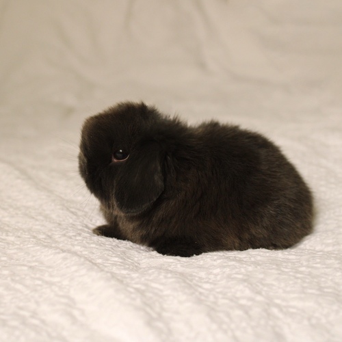Holland lop - dark chocolate - One of the most gentle and popular rabbit breeds. The Holland Lop rabbit is known for its dwarf size, small drooping ears, short soft fur, and its friendly and social personality. It is an active and playful rabbit that enjoys moving and jumping a lot. Its weight at adulthood reaches approximately 1 kilogram or less.
Please note:
• Owning a rabbit is a responsibility and requires providing proper care and a suitable environment.
• In case of canceling the reservation during the holding period, only half of the amount will be refunded, and the remaining half will be retained as a deposit.
The remaining deposit can be used for a future reservation or for purchasing products from the store.
• All our rabbits are clean, healthy, and checked before delivery.
• If any health issue or discrepancy is noticed at the time of pickup, please inform us immediately.
No refunds or exchanges will be accepted after the order is confirmed.