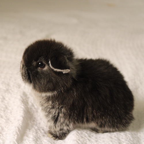 Holland lop - black silver marten - One of the most gentle and popular rabbit breeds. The Holland Lop rabbit is known for its dwarf size, small drooping ears, short soft fur, and its friendly and social personality. It is an active and playful rabbit that enjoys moving and jumping a lot. Its weight at adulthood reaches approximately 1 kilogram or less.
Please note:
• Owning a rabbit is a responsibility and requires providing proper care and a suitable environment.
• In case of canceling the reservation during the holding period, only half of the amount will be refunded, and the remaining half will be retained as a deposit.
The remaining deposit can be used for a future reservation or for purchasing products from the store.
• All our rabbits are clean, healthy, and checked before delivery.
• If any health issue or discrepancy is noticed at the time of pickup, please inform us immediately.
No refunds or exchanges will be accepted after the order is confirmed.