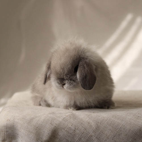 Holland lop - light sable point - One of the most gentle and popular rabbit breeds. The Holland Lop rabbit is known for its dwarf size, small drooping ears, short soft fur, and its friendly and social personality. It is an active and playful rabbit that enjoys moving and jumping a lot. Its weight at adulthood reaches approximately 1 kilogram or less.
Please note:
• Owning a rabbit is a responsibility and requires providing proper care and a suitable environment.
• In case of canceling the reservation during the holding period, only half of the amount will be refunded, and the remaining half will be retained as a deposit.
The remaining deposit can be used for a future reservation or for purchasing products from the store.
• All our rabbits are clean, healthy, and checked before delivery.
• If any health issue or discrepancy is noticed at the time of pickup, please inform us immediately.
No refunds or exchanges will be accepted after the order is confirmed.