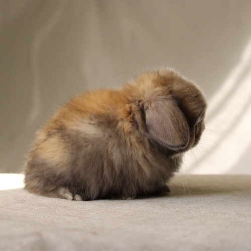 Holland lop - black tort - One of the most gentle and popular rabbit breeds. The Holland Lop rabbit is known for its dwarf size, small drooping ears, short soft fur, and its friendly and social personality. It is an active and playful rabbit that enjoys moving and jumping a lot. Its weight at adulthood reaches approximately 1 kilogram or less.
Please note:
• Owning a rabbit is a responsibility and requires providing proper care and a suitable environment.
• In case of canceling the reservation during the holding period, only half of the amount will be refunded, and the remaining half will be retained as a deposit.
The remaining deposit can be used for a future reservation or for purchasing products from the store.
• All our rabbits are clean, healthy, and checked before delivery.
• If any health issue or discrepancy is noticed at the time of pickup, please inform us immediately.
No refunds or exchanges will be accepted after the order is confirmed.