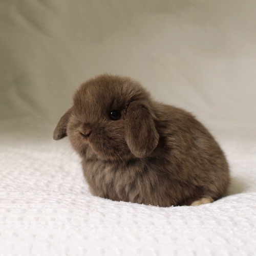 Holland lop - chocolate - One of the most gentle and popular rabbit breeds. The Holland Lop rabbit is known for its dwarf size, small drooping ears, short soft fur, and its friendly and social personality. It is an active and playful rabbit that enjoys moving and jumping a lot. Its weight at adulthood reaches approximately 1 kilogram or less.
Please note:
• Owning a rabbit is a responsibility and requires providing proper care and a suitable environment.
• In case of canceling the reservation during the holding period, only half of the amount will be refunded, and the remaining half will be retained as a deposit.
The remaining deposit can be used for a future reservation or for purchasing products from the store.
• All our rabbits are clean, healthy, and checked before delivery.
• If any health issue or discrepancy is noticed at the time of pickup, please inform us immediately.
No refunds or exchanges will be accepted after the order is confirmed.