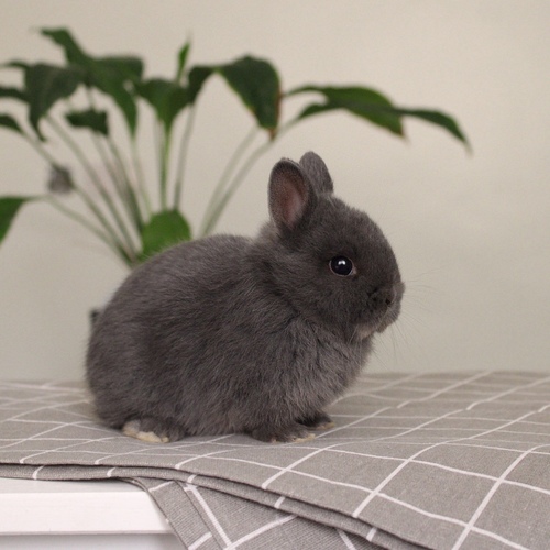 Netherland dwarf - blue - The Netherland Dwarf rabbit is one of the smallest rabbit breeds. It is characterized by its very small body, short ears, short soft fur, and its adorable appearance with a friendly and social personality. It is an active and playful rabbit that loves to move and jump frequently. Its weight at adulthood reaches approximately 1 kilogram or less.
Please note:
• Owning a rabbit is a responsibility and requires providing proper care and a suitable environment.
• In case of canceling the reservation during the holding period, only half of the amount will be refunded, and the remaining half will be retained as a deposit.
The remaining deposit can be used for a future reservation or for purchasing products from the store.
• All our rabbits are clean, healthy, and checked before delivery.
• If any health issue or discrepancy is noticed at the time of pickup, please inform us immediately.
No refunds or exchanges will be accepted after the order is confirmed.
