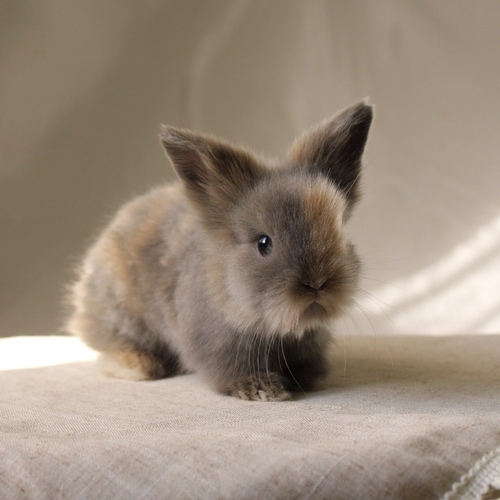 Teddy bear - harlequin - The Teddy Bear rabbit is characterized by its thick, long fur, its charming appearance, and its generally calm personality. Its weight at adulthood reaches approximately 2 kg.
Please note:
• Owning a rabbit is a responsibility and requires providing proper care and a suitable environment.
• In case of canceling the reservation during the holding period, only half of the amount will be refunded, and the remaining half will be retained as a deposit. The remaining deposit can be used for a future reservation or for purchasing products from the store.
• All our rabbits are clean, healthy, and checked before delivery.
• If any health issue or discrepancy is noticed at the time of pickup, please inform us immediately. No refunds or exchanges will be accepted after the order is confirmed.
