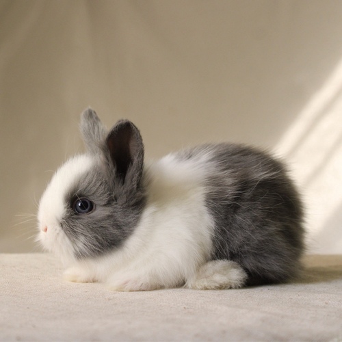 Teddy bear - blue vm - The Teddy Bear rabbit is characterized by its thick, long fur, its charming appearance, and its generally calm personality. Its weight at adulthood reaches approximately 2 kg.
Please note:
• Owning a rabbit is a responsibility and requires providing proper care and a suitable environment.
• In case of canceling the reservation during the holding period, only half of the amount will be refunded, and the remaining half will be retained as a deposit. The remaining deposit can be used for a future reservation or for purchasing products from the store.
• All our rabbits are clean, healthy, and checked before delivery.
• If any health issue or discrepancy is noticed at the time of pickup, please inform us immediately. No refunds or exchanges will be accepted after the order is confirmed.