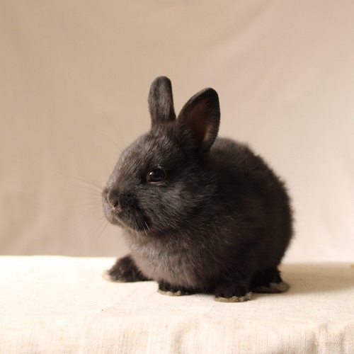 Netherland dwarf - black - The Netherland Dwarf rabbit is one of the smallest rabbit breeds. It is characterized by its very small body, short ears, short soft fur, and its adorable appearance with a friendly and social personality. It is an active and playful rabbit that loves to move and jump frequently. Its weight at adulthood reaches approximately 1 kilogram or less.
Please note:
• Owning a rabbit is a responsibility and requires providing proper care and a suitable environment.
• In case of canceling the reservation during the holding period, only half of the amount will be refunded, and the remaining half will be retained as a deposit. The remaining deposit can be used for a future reservation or for purchasing products from the store.
• All our rabbits are clean, healthy, and checked before delivery.
• If any health issue or discrepancy is noticed at the time of pickup, please inform us immediately. No refunds or exchanges will be accepted after the order is confirmed.