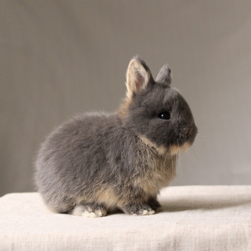 Netherland dwarf - blue otter - The Netherland Dwarf rabbit is one of the smallest rabbit breeds. It is characterized by its very small body, short ears, short soft fur, and its adorable appearance with a friendly and social personality. It is an active and playful rabbit that loves to move and jump frequently. Its weight at adulthood reaches approximately 1 kilogram or less.
Please note:
• Owning a rabbit is a responsibility and requires providing proper care and a suitable environment.
• In case of canceling the reservation during the holding period, only half of the amount will be refunded, and the remaining half will be retained as a deposit.
The remaining deposit can be used for a future reservation or for purchasing products from the store.
• All our rabbits are clean, healthy, and checked before delivery.
• If any health issue or discrepancy is noticed at the time of pickup, please inform us immediately.
No refunds or exchanges will be accepted after the order is confirmed.