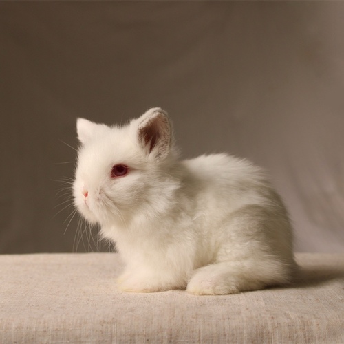 Teddy bear – REW - The Teddy Bear rabbit is characterized by its thick, long fur, its charming appearance, and its generally calm personality. Its weight at adulthood reaches approximately 2 kg.
Please note:
• Owning a rabbit is a responsibility and requires providing proper care and a suitable environment.
• In case of canceling the reservation during the holding period, only half of the amount will be refunded, and the remaining half will be retained as a deposit.
The remaining deposit can be used for a future reservation or for purchasing products from the store.
• All our rabbits are clean, healthy, and checked before delivery.
• If any health issue or discrepancy is noticed at the time of pickup, please inform us immediately.
No refunds or exchanges will be accepted after the order is confirmed.