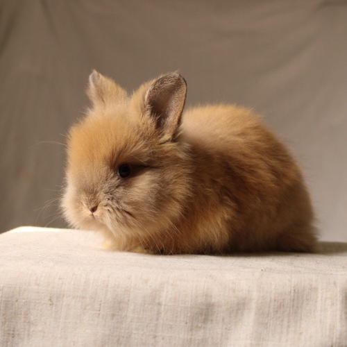 Teddy bear - orange - The Teddy Bear rabbit is characterized by its thick, long fur, its charming appearance, and its generally calm personality. Its weight at adulthood reaches approximately 2 kg.
Please note:
• Owning a rabbit is a responsibility and requires providing proper care and a suitable environment.
• In case of canceling the reservation during the holding period, only half of the amount will be refunded, and the remaining half will be retained as a deposit.
The remaining deposit can be used for a future reservation or for purchasing products from the store.
• All our rabbits are clean, healthy, and checked before delivery.
• If any health issue or discrepancy is noticed at the time of pickup, please inform us immediately.
No refunds or exchanges will be accepted after the order is confirmed.