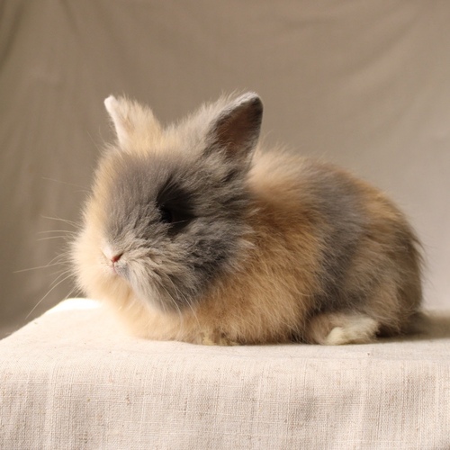 Teddy bear - harlequin - The Teddy Bear rabbit is characterized by its thick, long fur, its charming appearance, and its generally calm personality. Its weight at adulthood reaches approximately 2 kg.
Please note:
• Owning a rabbit is a responsibility and requires providing proper care and a suitable environment.
• In case of canceling the reservation during the holding period, only half of the amount will be refunded, and the remaining half will be retained as a deposit.
The remaining deposit can be used for a future reservation or for purchasing products from the store.
• All our rabbits are clean, healthy, and checked before delivery.
• If any health issue or discrepancy is noticed at the time of pickup, please inform us immediately.
No refunds or exchanges will be accepted after the order is confirmed.