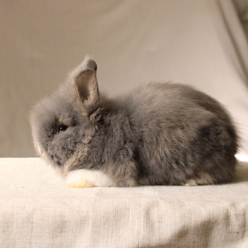 Teddy bear - blue otter vm - The Teddy Bear rabbit is characterized by its thick, long fur, its charming appearance, and its generally calm personality. Its weight at adulthood reaches approximately 2 kg.
Please note:
• Owning a rabbit is a responsibility and requires providing proper care and a suitable environment.
• In case of canceling the reservation during the holding period, only half of the amount will be refunded, and the remaining half will be retained as a deposit. The remaining deposit can be used for a future reservation or for purchasing products from the store.
• All our rabbits are clean, healthy, and checked before delivery.
• If any health issue or discrepancy is noticed at the time of pickup, please inform us immediately. No refunds or exchanges will be accepted after the order is confirmed.