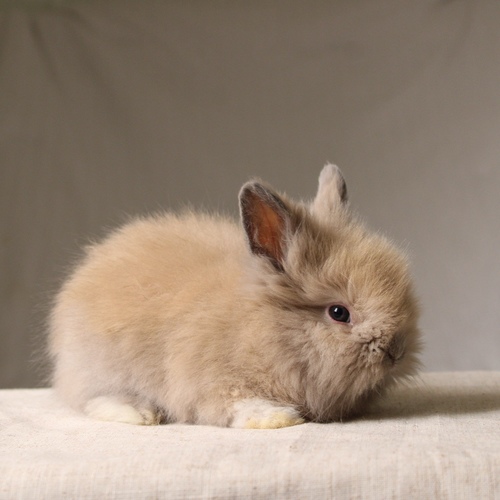 Teddy bear - blue tort - The Teddy Bear rabbit is characterized by its thick, long fur, its charming appearance, and its generally calm personality. Its weight at adulthood reaches approximately 2 kg.
Please note:
• Owning a rabbit is a responsibility and requires providing proper care and a suitable environment.
• In case of canceling the reservation during the holding period, only half of the amount will be refunded, and the remaining half will be retained as a deposit.
The remaining deposit can be used for a future reservation or for purchasing products from the store.
• All our rabbits are clean, healthy, and checked before delivery.
• If any health issue or discrepancy is noticed at the time of pickup, please inform us immediately.
No refunds or exchanges will be accepted after the order is confirmed.