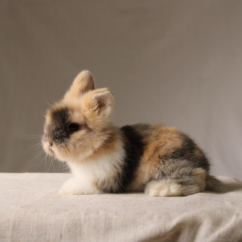 Teddy bear T-colour - The Teddy Bear rabbit is characterized by its thick, long fur, its charming appearance, and its generally calm personality. Its weight at adulthood reaches approximately 2 kg.
Please note:
• Owning a rabbit is a responsibility and requires providing proper care and a suitable environment.
• In case of canceling the reservation during the holding period, only half of the amount will be refunded, and the remaining half will be retained as a deposit. The remaining deposit can be used for a future reservation or for purchasing products from the store.
• All our rabbits are clean, healthy, and checked before delivery.
• If any health issue or discrepancy is noticed at the time of pickup, please inform us immediately. No refunds or exchanges will be accepted after the order is confirmed.