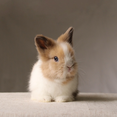 Teddy bear - vm - The Teddy Bear rabbit is characterized by its thick, long fur, its charming appearance, and its generally calm personality. Its weight at adulthood reaches approximately 2 kg.
Please note:
• Owning a rabbit is a responsibility and requires providing proper care and a suitable environment.
• In case of canceling the reservation during the holding period, only half of the amount will be refunded, and the remaining half will be retained as a deposit.
The remaining deposit can be used for a future reservation or for purchasing products from the store.
• All our rabbits are clean, healthy, and checked before delivery.
• If any health issue or discrepancy is noticed at the time of pickup, please inform us immediately.
No refunds or exchanges will be accepted after the order is confirmed.