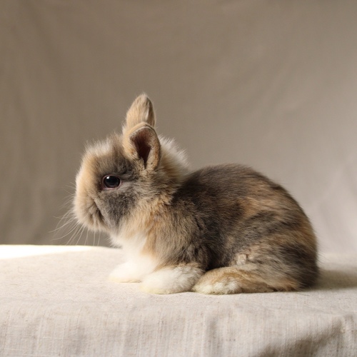 Teddy bear T-colour - The Teddy Bear rabbit is characterized by its thick, long fur, its charming appearance, and its generally calm personality. Its weight at adulthood reaches approximately 2 kg.
Please note:
• Owning a rabbit is a responsibility and requires providing proper care and a suitable environment.
• In case of canceling the reservation during the holding period, only half of the amount will be refunded, and the remaining half will be retained as a deposit. The remaining deposit can be used for a future reservation or for purchasing products from the store.
• All our rabbits are clean, healthy, and checked before delivery.
• If any health issue or discrepancy is noticed at the time of pickup, please inform us immediately. No refunds or exchanges will be accepted after the order is confirmed.