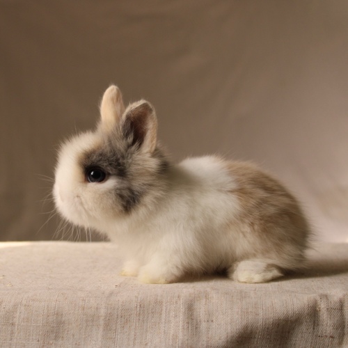 Teddy bear T-colour - The Teddy Bear rabbit is characterized by its thick, long fur, its charming appearance, and its generally calm personality. Its weight at adulthood reaches approximately 2 kg.
Please note:
• Owning a rabbit is a responsibility and requires providing proper care and a suitable environment.
• In case of canceling the reservation during the holding period, only half of the amount will be refunded, and the remaining half will be retained as a deposit.
The remaining deposit can be used for a future reservation or for purchasing products from the store.
• All our rabbits are clean, healthy, and checked before delivery.
• If any health issue or discrepancy is noticed at the time of pickup, please inform us immediately.
No refunds or exchanges will be accepted after the order is confirmed.