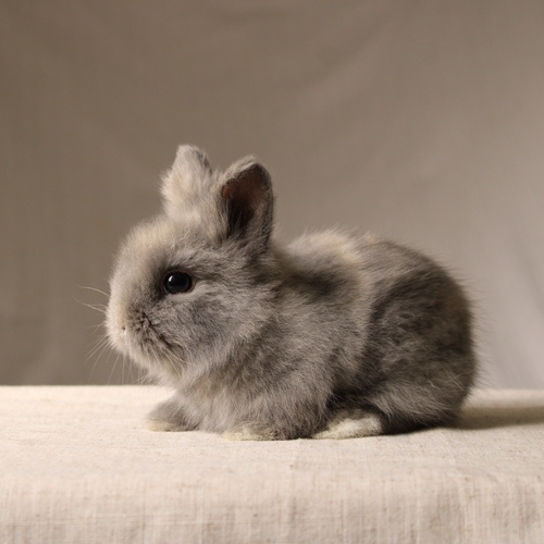 Teddy bear - harlequin - The Teddy Bear rabbit is characterized by its thick, long fur, its charming appearance, and its generally calm personality. Its weight at adulthood reaches approximately 2 kg.
Please note:
• Owning a rabbit is a responsibility and requires providing proper care and a suitable environment.
• In case of canceling the reservation during the holding period, only half of the amount will be refunded, and the remaining half will be retained as a deposit. The remaining deposit can be used for a future reservation or for purchasing products from the store.
• All our rabbits are clean, healthy, and checked before delivery.
• If any health issue or discrepancy is noticed at the time of pickup, please inform us immediately. No refunds or exchanges will be accepted after the order is confirmed.