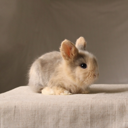Teddy bear - harlequin - The Teddy Bear rabbit is characterized by its thick, long fur, its charming appearance, and its generally calm personality. Its weight at adulthood reaches approximately 2 kg.
Please note:
• Owning a rabbit is a responsibility and requires providing proper care and a suitable environment.
• In case of canceling the reservation during the holding period, only half of the amount will be refunded, and the remaining half will be retained as a deposit.
The remaining deposit can be used for a future reservation or for purchasing products from the store.
• All our rabbits are clean, healthy, and checked before delivery.
• If any health issue or discrepancy is noticed at the time of pickup, please inform us immediately.
No refunds or exchanges will be accepted after the order is confirmed.