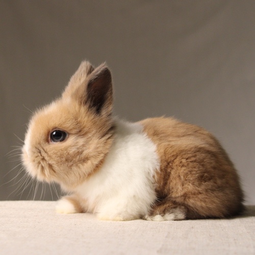 Teddy bear - vm - The Teddy Bear rabbit is characterized by its thick, long fur, its charming appearance, and its generally calm personality. Its weight at adulthood reaches approximately 2 kg.
Please note:
• Owning a rabbit is a responsibility and requires providing proper care and a suitable environment.
• In case of canceling the reservation during the holding period, only half of the amount will be refunded, and the remaining half will be retained as a deposit.
The remaining deposit can be used for a future reservation or for purchasing products from the store.
• All our rabbits are clean, healthy, and checked before delivery.
• If any health issue or discrepancy is noticed at the time of pickup, please inform us immediately.
No refunds or exchanges will be accepted after the order is confirmed.