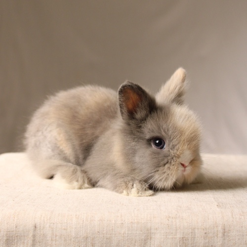 Teddy bear - T-colour - The Teddy Bear rabbit is characterized by its thick, long fur, its charming appearance, and its generally calm personality. Its weight at adulthood reaches approximately 2 kg.
Please note:
• Owning a rabbit is a responsibility and requires providing proper care and a suitable environment.
• In case of canceling the reservation during the holding period, only half of the amount will be refunded, and the remaining half will be retained as a deposit. The remaining deposit can be used for a future reservation or for purchasing products from the store.
• All our rabbits are clean, healthy, and checked before delivery.
• If any health issue or discrepancy is noticed at the time of pickup, please inform us immediately. No refunds or exchanges will be accepted after the order is confirmed.