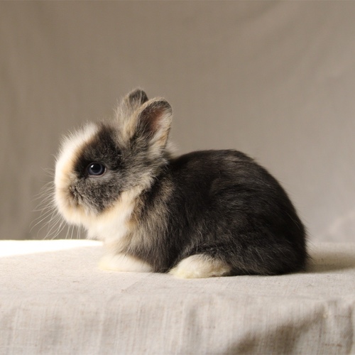 Teddy bear - T-colour - The Teddy Bear rabbit is characterized by its thick, long fur, its charming appearance, and its generally calm personality. Its weight at adulthood reaches approximately 2 kg.
Please note:
• Owning a rabbit is a responsibility and requires providing proper care and a suitable environment.
• In case of canceling the reservation during the holding period, only half of the amount will be refunded, and the remaining half will be retained as a deposit. The remaining deposit can be used for a future reservation or for purchasing products from the store.
• All our rabbits are clean, healthy, and checked before delivery.
• If any health issue or discrepancy is noticed at the time of pickup, please inform us immediately. No refunds or exchanges will be accepted after the order is confirmed.