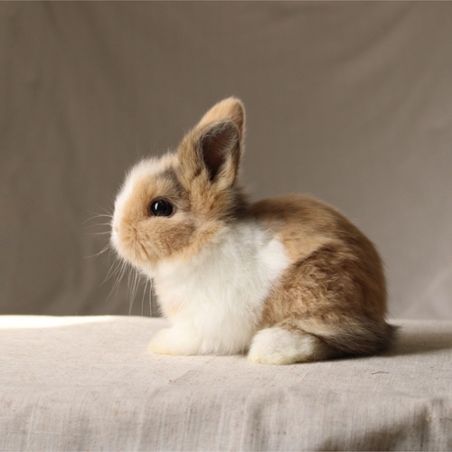 Teddy bear - T-colours - The Teddy Bear rabbit is characterized by its thick, long fur, its charming appearance, and its generally calm personality. Its weight at adulthood reaches approximately 2 kg.
Please note:
• Owning a rabbit is a responsibility and requires providing proper care and a suitable environment.
• In case of canceling the reservation during the holding period, only half of the amount will be refunded, and the remaining half will be retained as a deposit.
The remaining deposit can be used for a future reservation or for purchasing products from the store.
• All our rabbits are clean, healthy, and checked before delivery.
• If any health issue or discrepancy is noticed at the time of pickup, please inform us immediately.
No refunds or exchanges will be accepted after the order is confirmed.