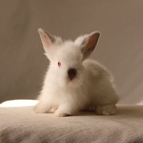 Teddy bear - himalayan - The Teddy Bear rabbit is characterized by its thick, long fur, its charming appearance, and its generally calm personality. Its weight at adulthood reaches approximately 2 kg.


Please note:


• Owning a rabbit is a responsibility and requires providing proper care and a suitable environment.


• In case of canceling the reservation during the holding period, only half of the amount will be refunded, and the remaining half will be retained as a deposit.
The remaining deposit can be used for a future reservation or for purchasing products from the store • All our rabbits are clean, healthy, and checked before delivery.


• If any health issue or discrepancy is noticed at the time of pickup, please inform us immediately.
No refunds or exchanges will be accepted after the order is confirmed.